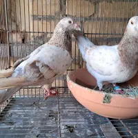 کوهی دو رگ کرم خط و پر خال