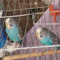 مرغ عشق آبی معاوضه با عروس هلندی دستی