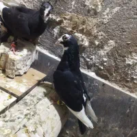کبوتر مینا سیاه