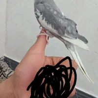 عروس هلندی نر دستی|پرنده|کوهدشت, |دیوار