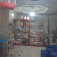 پرنده کبوتر