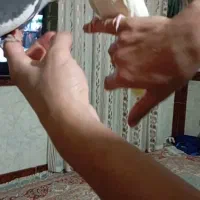 عروس هلندی مولد|پرنده|نورآباد, |دیوار