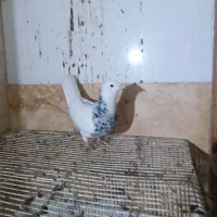 دو ماده طوقی