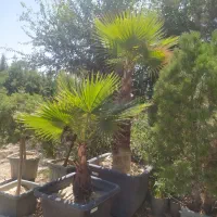 باغبان. طراح فضای سبز و نگهداری.هرس.کل کرج|خدمات باغبانی و درختکاری|کرج, شهرک نهال و بذر|دیوار