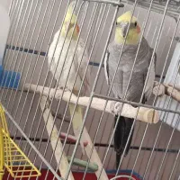 جفت عروس مولد