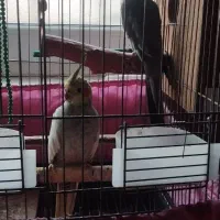 یک جفت عروس هلندی مولد