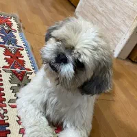 سگ gom shodeh|سگ|شیراز, چوگیاه‎|دیوار