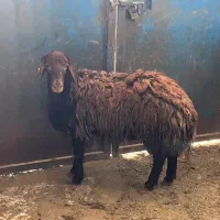 قوچ شیشک هترو