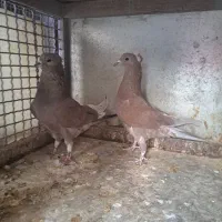 کبوتر|پرنده|اصفهان, خانه اصفهان|دیوار