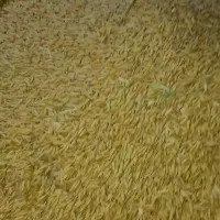 چلتوک|حراج|شیروان (لرستان), |دیوار