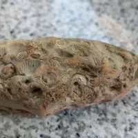 فسیل  صدفی دو کفه ای برای 23 میلیون سال قبل