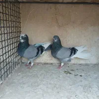 کبوتر هوایی پرشی ساعتی