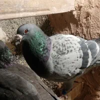 کبوتر سبز پلاکی