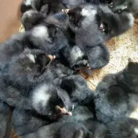 جوجه تخمگذار نژاد پلیموت راک اصلیل