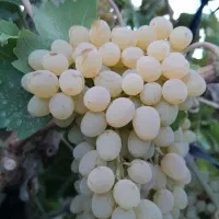 انگور برای دوشاب