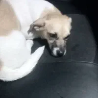 سگ اپارتمانی