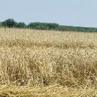 اجاره سیر کانال الL دریچه۵ نزدیک اجیرلوقوجه بیگلو|اجارهٔ دفتر صنعتی، کشاورزی، تجاری|پارس‌آباد, |دیوار