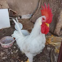 خروس تاج بلند|پرنده|تهران, اتابک|دیوار