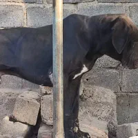 واگذاری دوقلاده سگ های گریت دین