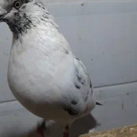 کبوتر پرشی|پرنده|بندر انزلی, خوش پیک|دیوار