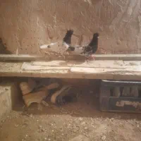 کبوتر|پرنده|زاوه, |دیوار