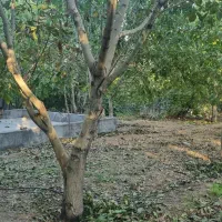 باغ گردو و میوه محصور