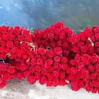 زر گل|گل و گیاه طبیعی|شیراز, درکی|دیوار