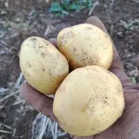 فروش سیب زمینی سانتا الشتر