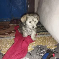 توله سگ پا کوتاه نژاد دار ماده