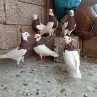 کبوتر طوق سرخ