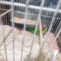 طوطی و کوتوله|پرنده|قم, ناصردیوان|دیوار