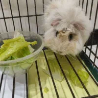 خوکچه هندی دوستداشتنی