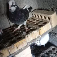 کبوتر فروشی