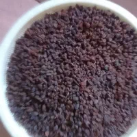 کشمش خوب و تمیز برای فروش