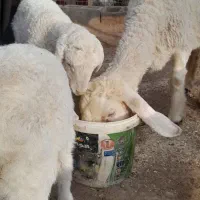 فروش گوسفند.بز .کعره وبره|حیوانات مزرعه|زهک, |دیوار