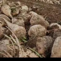 توفاله چغندر خشک میخوام