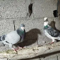 پلاکی مسافتی درجه یک|پرنده|سراب, |دیوار