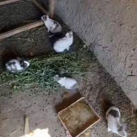 خرگوش