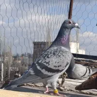 کبوتر دوبر ماده