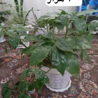 سری گل طبیعی|گل و گیاه طبیعی|بانه, |دیوار