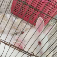خرگوش خانگی اهلی