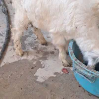 سه عدد بز نر ماده|حیوانات مزرعه|بندر ماهشهر, |دیوار