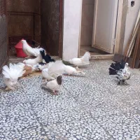 کبوتر دم چتری باپرستویی|پرنده|محمودآباد, |دیوار