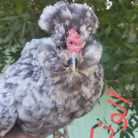 مرغ و خروس ریشو گلین چهل تاج