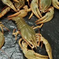 لابستر پرورش بده طلا برداشت کن