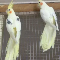 عروس هلندی لوتینوتک خال