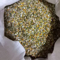 گل بابینه