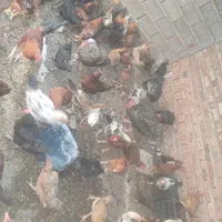 سلطان مرغ محلی بلوچستان|حیوانات مزرعه|خاش, |دیوار