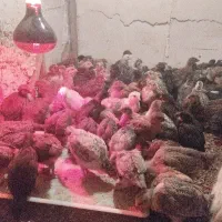 جوجه محلی گلپایگانی