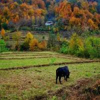 600-متر-زمین-مسکونی-واقع-در-کلاچای